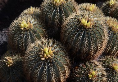 einem Botanischen Bahçesinde ferocactus glaucescens