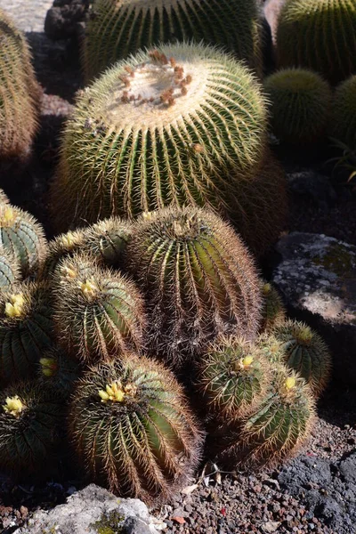 einem Botanischen Bahçesinde ferocactus glaucescens