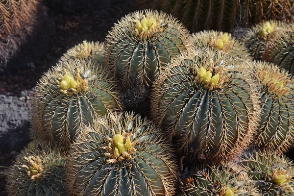 Ferocactus Glaucescens Einem Botanischen Garten — Fotografia de Stock