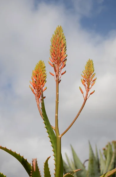 Blueten Von Aloe Longistyla — Photo