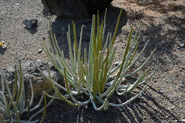 Ceropegia hians in einem Botanischen Bahçesinde