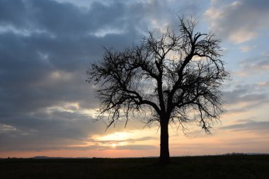Baum in der Abenddaemmerung