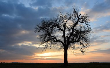 Baum in der Abenddaemmerung