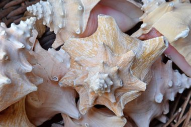 Einem 'de meeresschnecken Hatıra Dolu