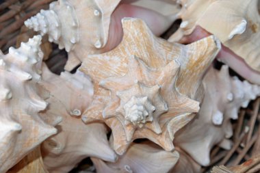 Einem 'de meeresschnecken Hatıra Dolu