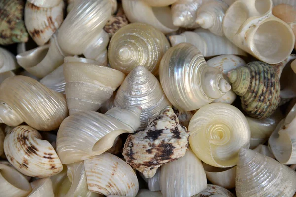 Az shore shells Stock Photos, Royalty Free Az shore shells Images ...