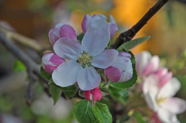 Blueten an einem Apfelbaum