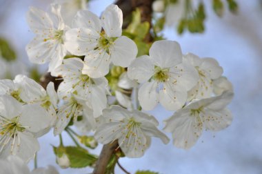Blueten an einem Apfelbaum