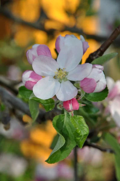 Blueten Einem Apfelbaum — Stock Fotó