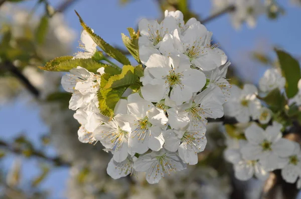 Blueten an einem Apfelbaum