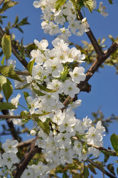 Blueten Einem Apfelbaum — Stock Photo, Image