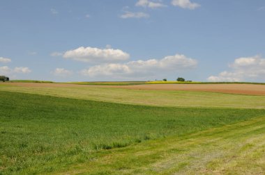 Bluehendes Rapsfeld im Odenwald