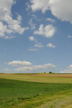 Bluehendes Rapsfeld im Odenwald