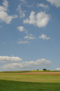Bluehendes Rapsfeld im Odenwald