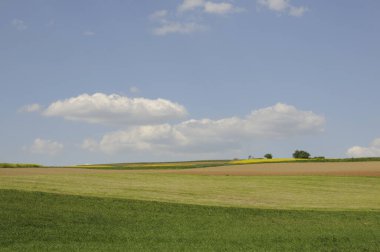 Bluehendes Rapsfeld im Odenwald