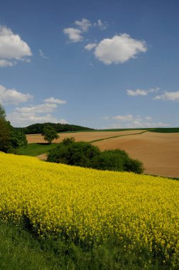 Bluehendes Rapsfeld im Odenwald