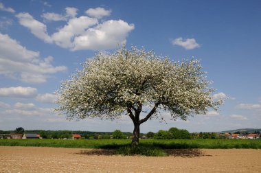  Bluehender Apfelbaum auf einem Acker