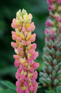 Einem Bahçesinde Lupine