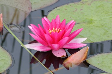  Bluete einer çürümüş Seerose