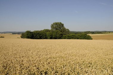 Ein Getreidefeld im Sommer