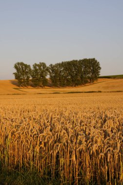  Baeume auf einem Feld in Odenwald