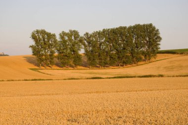  Baeume auf einem Feld in Odenwald
