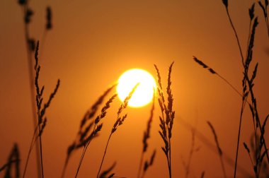  Graeser vor der Abendsonne