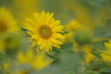  Sonnenblumen in einem Sonnenblumenfeld