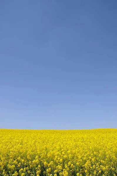  Bluehendes Rapsfeld mit blauem Himmel