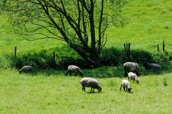 Schafe Auf Einer Weide Odenwald — Photo