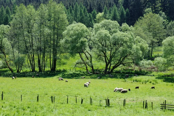Schafe Auf Einer Weide Odenwald — Zdjęcie stockowe