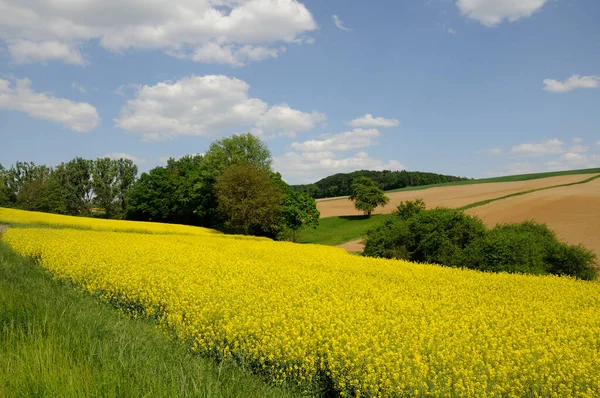 Bluehendes Rapsfeld im Odenwald