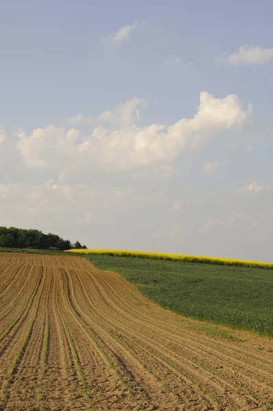  Acker ve Rapdefeld mit Wolkenhimmel