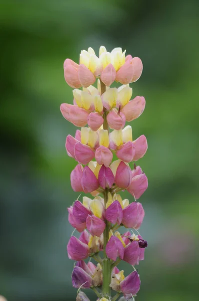  Einem Bahçesinde Lupine