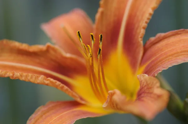 Bluete einer orangen Feuerlilie