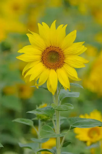  Sonnenblume in einem Sonnenblumenfeld