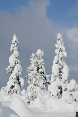 Nadelwald ve Winter mit viel Schnee