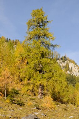 Herbst in Wimmertal bei Gerlos