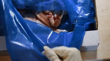 Eldivenli eller bir kutu dolusu donmuş tavuk bacağı açıyor. Buzla kaplı donmuş çiğ tavuk eti. 4k video