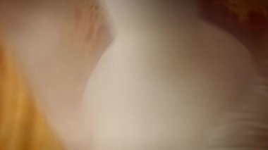 Haşlanmış pancar için blender kullanıyorum. Yeni anneler için Lezzetli Kırmızı Pizza. 4k video tarifi