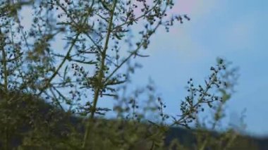 Buğday tarlası, rüzgardan sarkan buğday kulakları. Altın kulaklar rüzgarda yavaşça sallanıyor. Yaz günü olgunlaşan buğday tarlası manzarası. Tarım endüstrisi