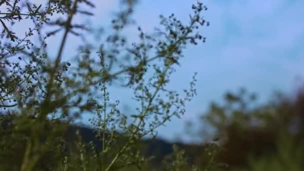 Campo de trigo, espigas de trigo balançando do vento suave. Orelhas douradas estão balançando lentamente no close-up do vento. Vista do campo de trigo amadurecido no dia de verão. Indústria agrícola — Vídeo de Stock