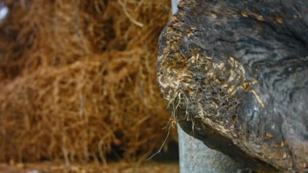 Plazas de alfalfa mantenidas en el granero. Vídeo 4k — Vídeos de Stock