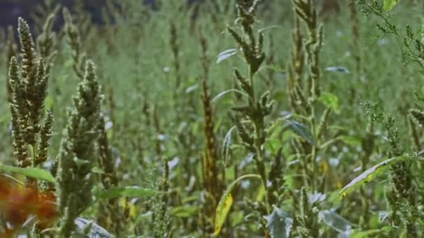 Campo de trigo, espigas de trigo balançando do vento suave. Orelhas douradas estão balançando lentamente no close-up do vento. Vista do campo de trigo amadurecido no dia de verão. Indústria agrícola — Vídeo de Stock