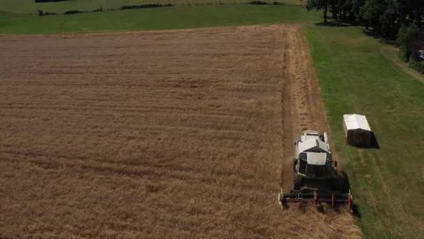 Tiro Cosechadora Campo Trigo Con Salida Campo Video Sin Calibración — Vídeo de stock