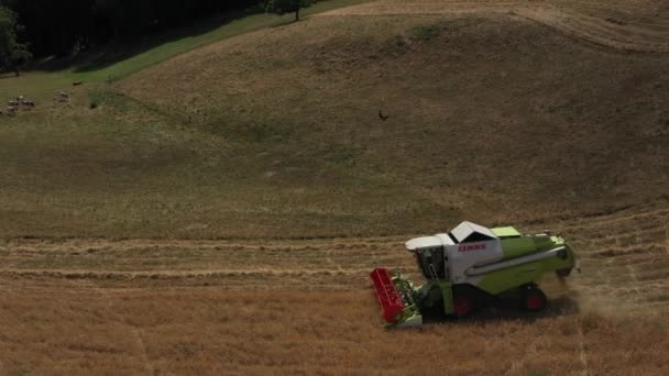 Tiro Seguimiento Lateral Una Cosechadora Campo Trigo Con Pájaros Video — Vídeo de stock