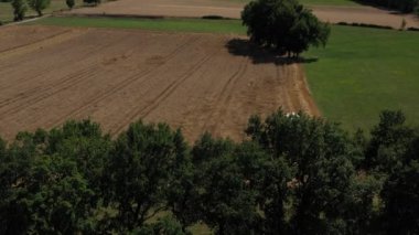 Buğday tarlasında yürüyen bir hasatçının keşfi. Ayarlama veya efekt olmadan video.