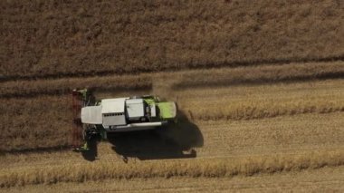 Buğday tarlasında bir hasatçının yan görüntüsü. Ayarlama veya efekt olmadan video.