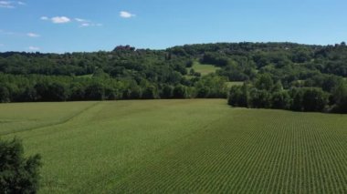 Bir mısır tarlasının insansız hava aracıyla geniş açı. Ayarlama ya da efekt olmadan video.