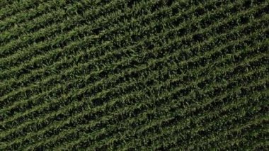 Bir mısır tarlasının grafiksel dönüşü. Ayarlama veya efekt olmadan video.